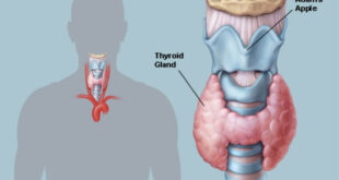 Où se trouve la thyroïde