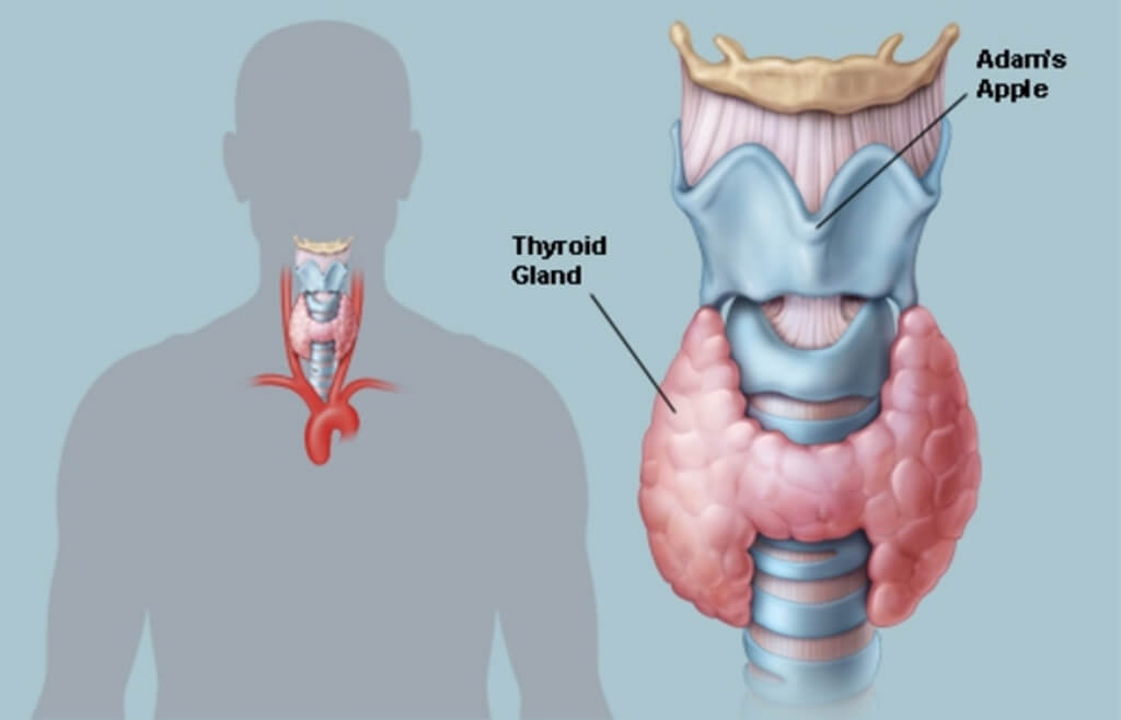 Où se trouve la thyroïde